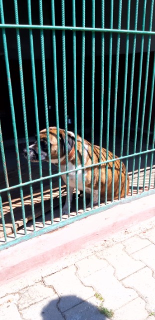 SP Sokołowiec - Pomoc ze szczerego serca ……